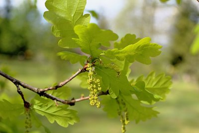 Quercus robur 'Argenteomarginata'- dub letní - květenství